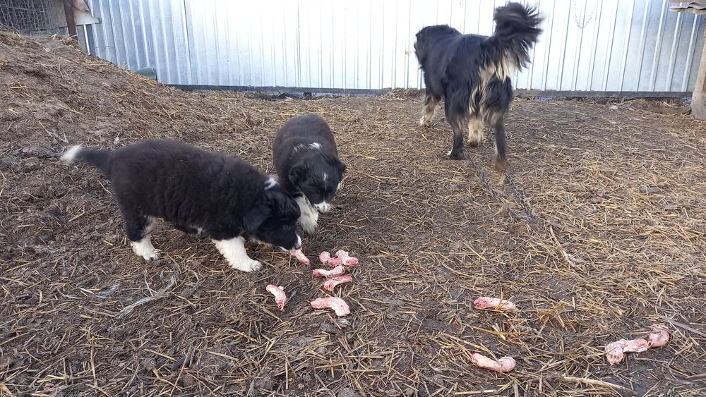 Щенков в добрые руки