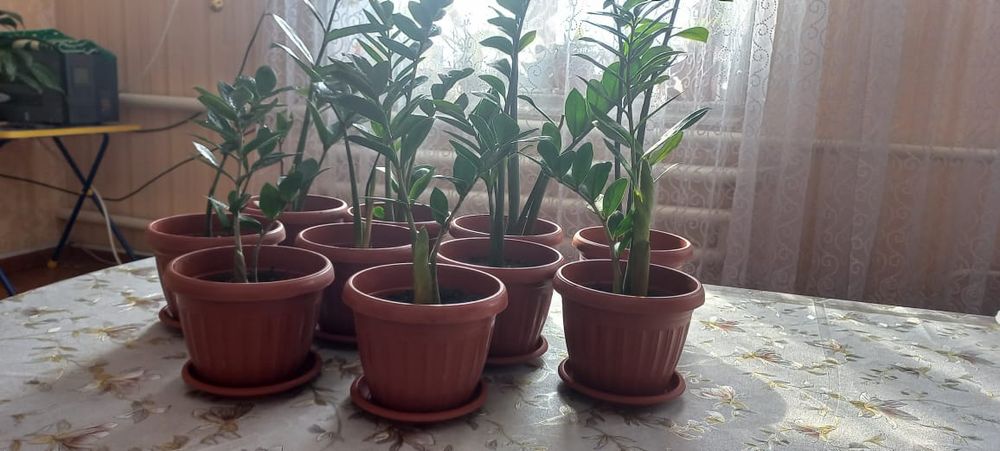 Комнатные растения