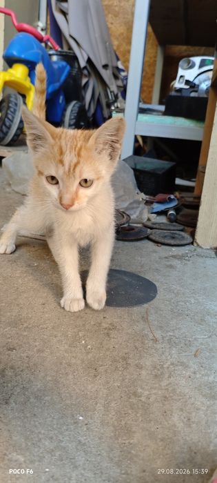 Ofer spre adopție