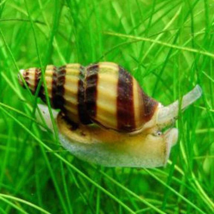 Улитки Хелена в Аква-Зоо Салоне “Посейдон”