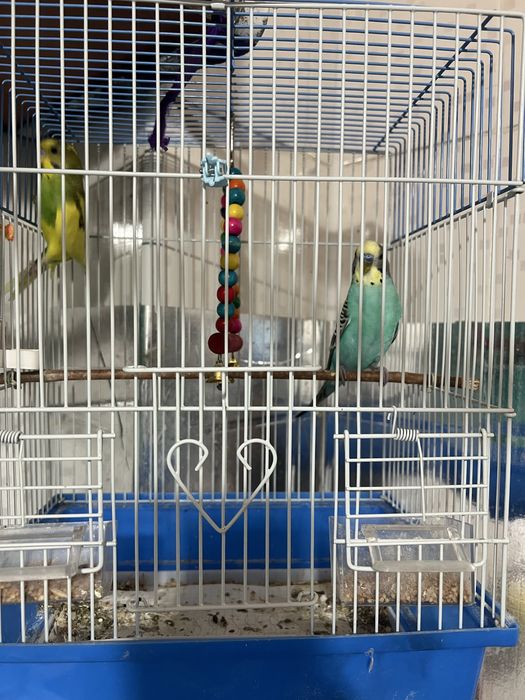 Продам попугай в месте клеткой