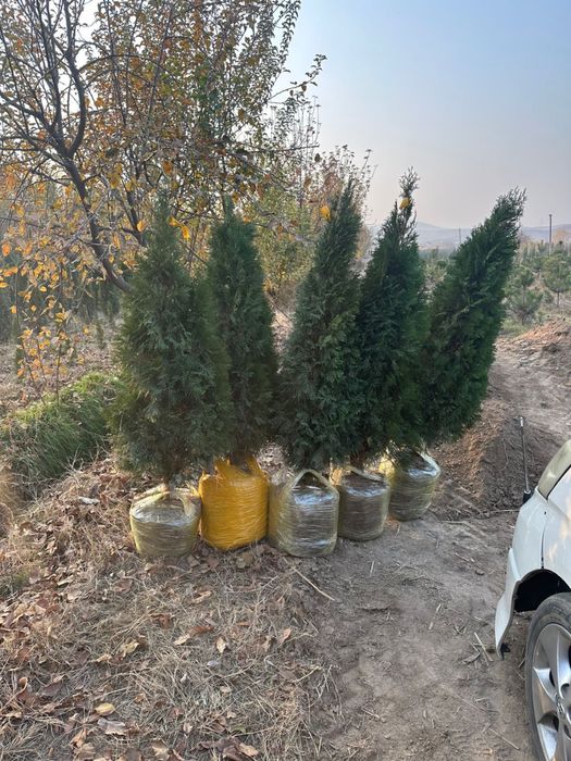 Ёлка все виды есть