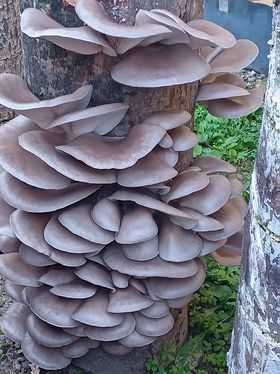 Set 3 pungi Miceliu (samanta) Pleurotus +Termomestru Higrometru+ Bonus