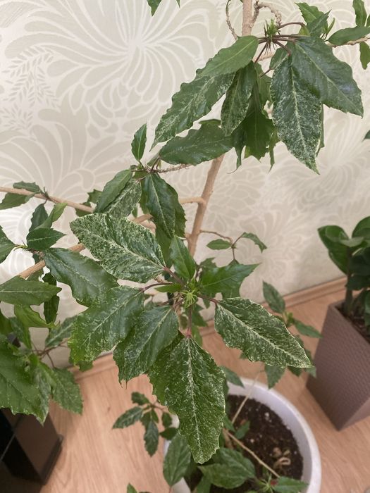 Продам цветок гибискус