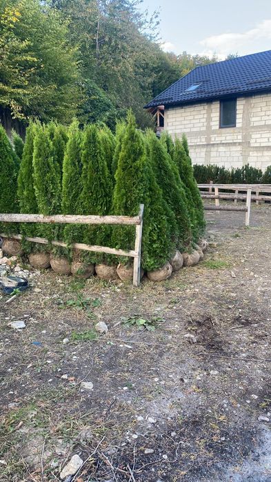 Poze reale 100% livrare gratuita în toată tara