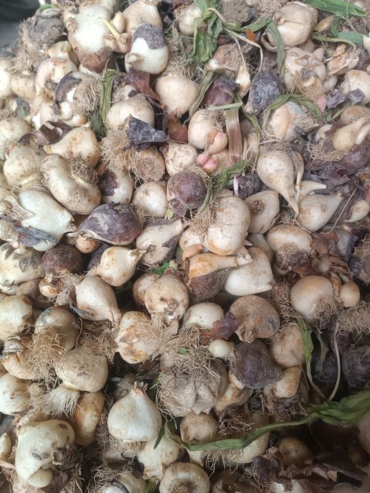 Лола пиёзи, луковицы тюльпанов привозные Голландия