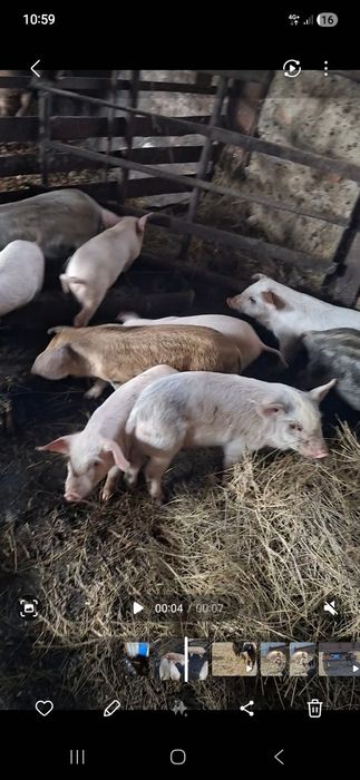 Продам поросят!!