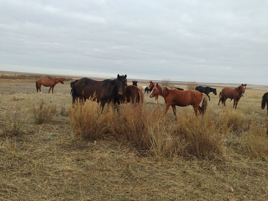Продам лошадь бие