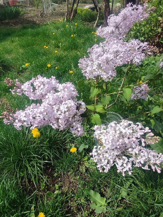 Сирень особо душистая