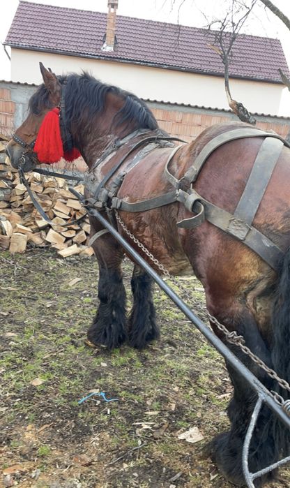 Armăsar ardenez de montă