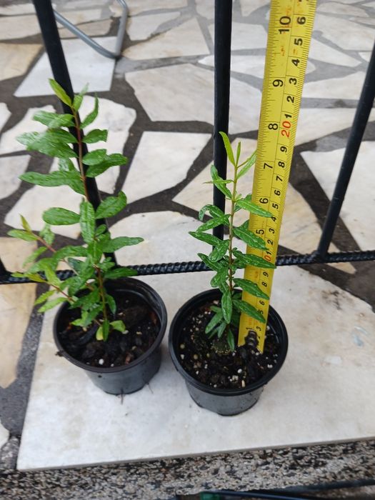 Нар-Punika granatum