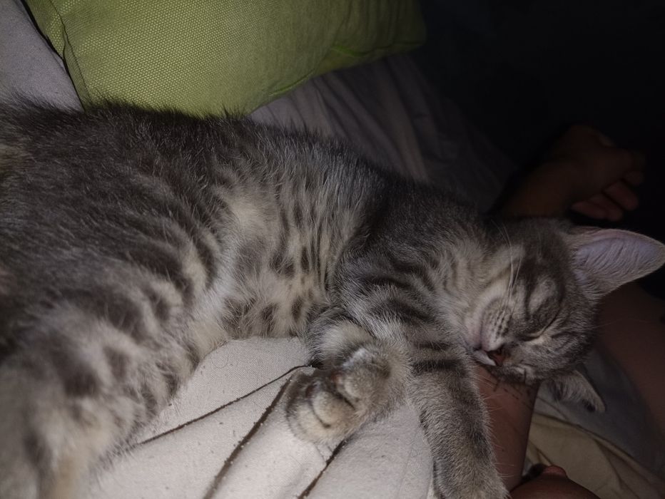 Котенок ищет дом Астана