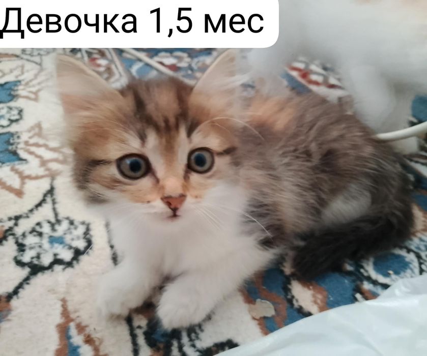 Котята в добрые руки