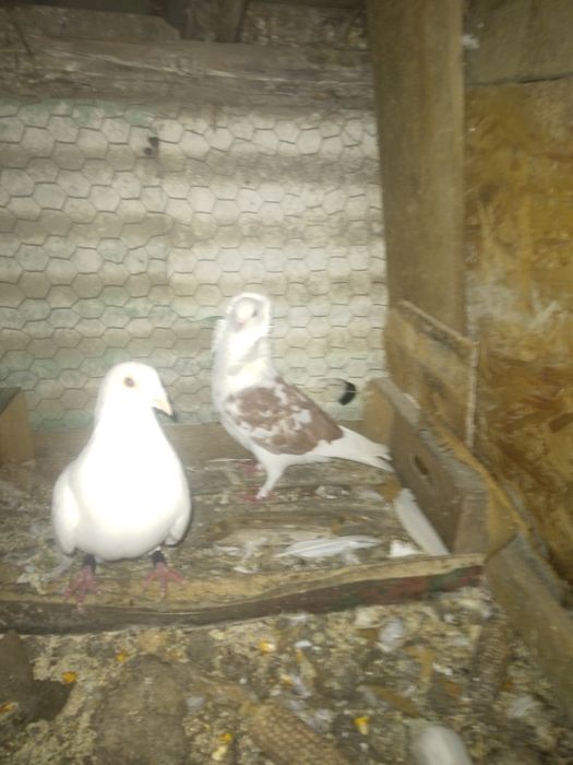 Vând 3 porumbei unul încălțat,unu capucin,si o poștă albă