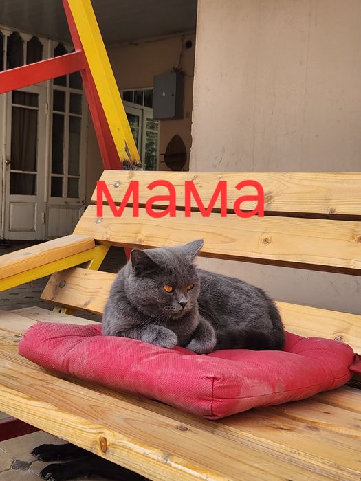 Готовиться к продаже котята