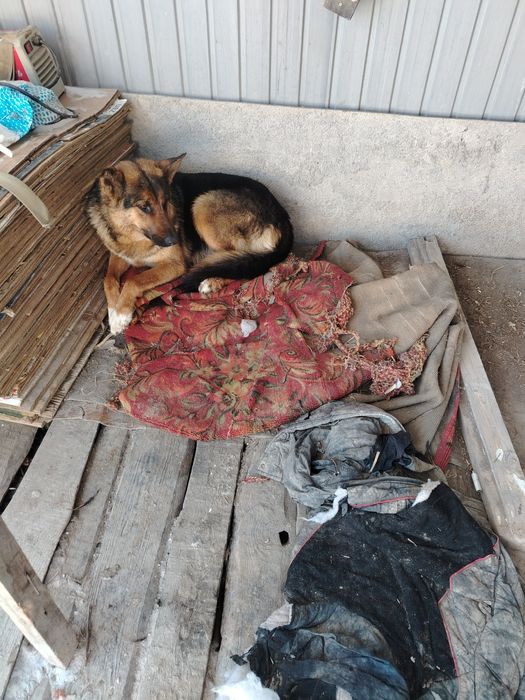 Продам немецкий Овчарка