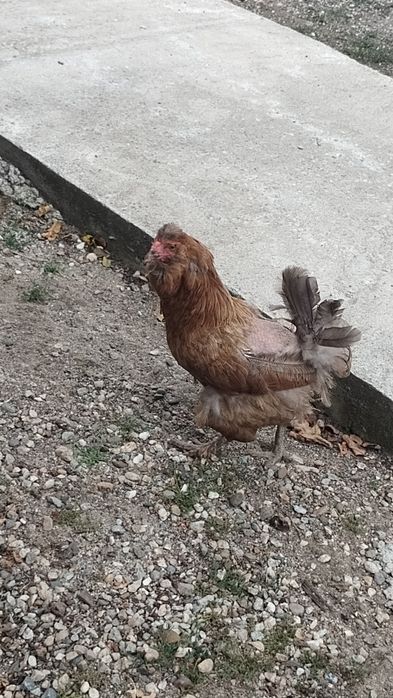 Cocos și două găini