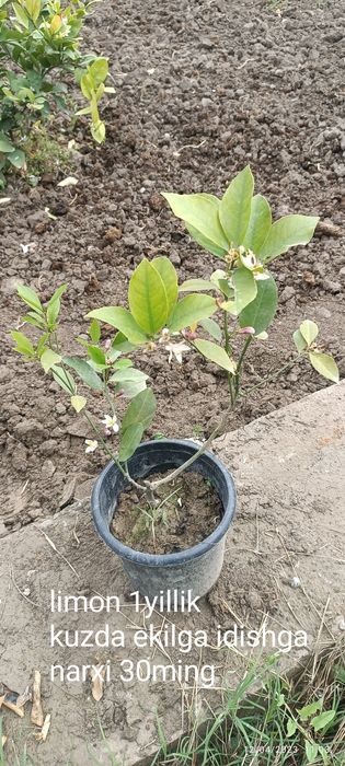 Gullagan limon koʻchatlari
