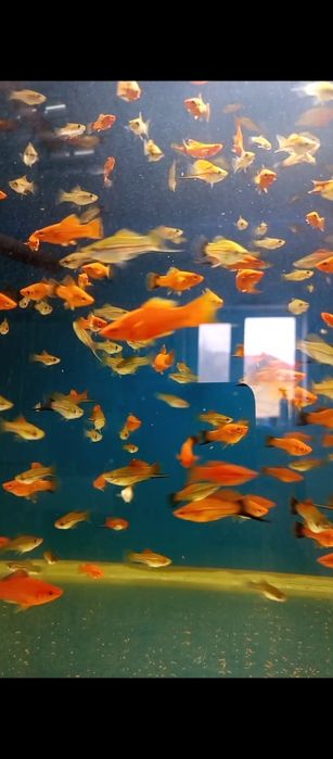 Аквариумный рыбки