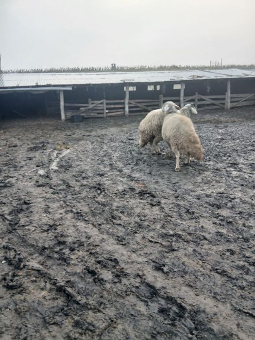 Vând berbecii karakul.