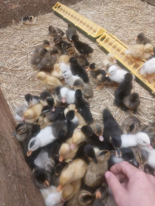 Vând Rățuște macanitoare