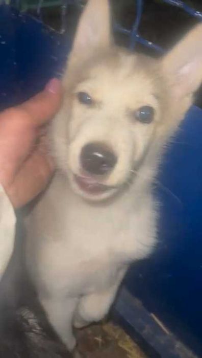 Подбросили щенка. Нужен дом!