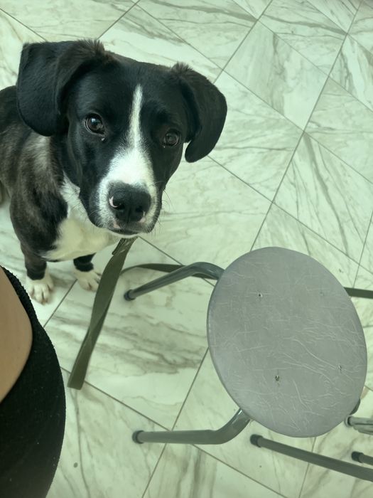 Собака бесплатно