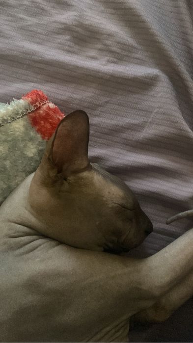 Срочно продам кота