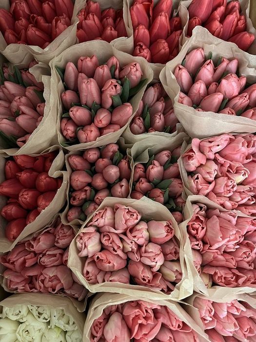 Принимаю предзаказ на тюльпаны