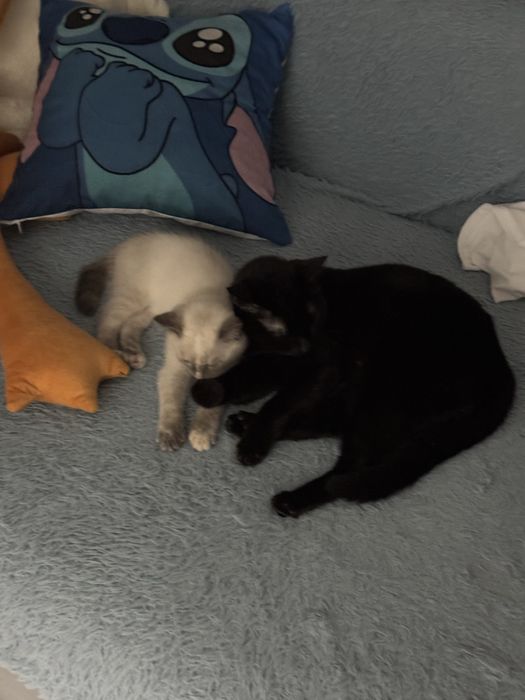 Отдам котенка девочку