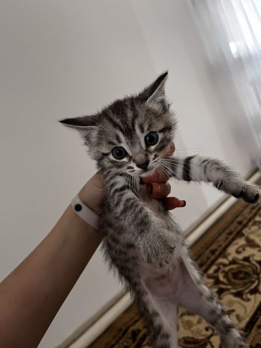 Отдам котёнка в хорошие руки