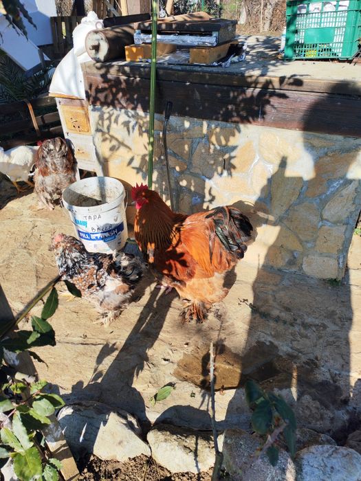 Продавам много красиви  петли