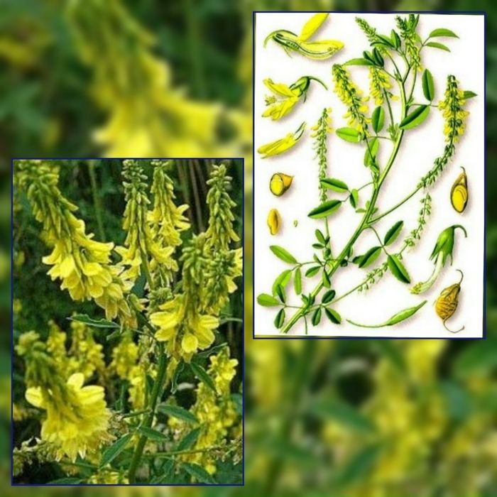 Семена донник доник магниченный