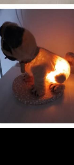 Продам  Мопса в наличии