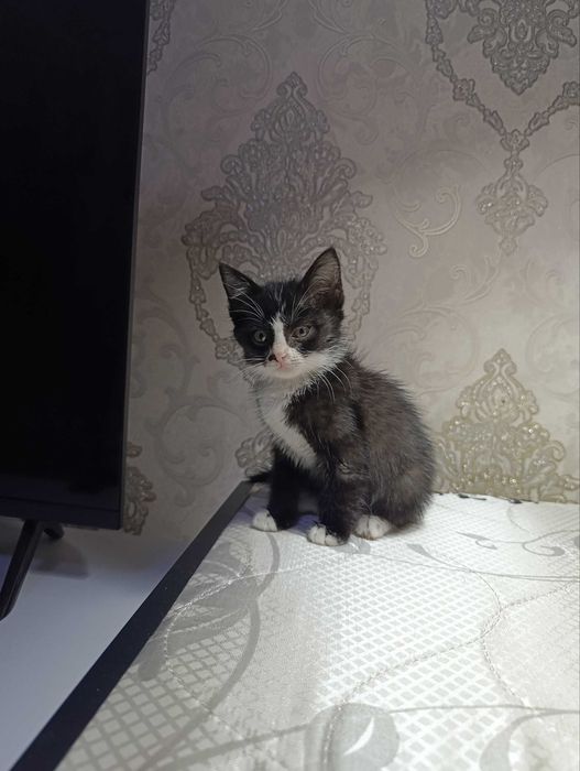 Отдам котёнка в хорошие руки мальчик
