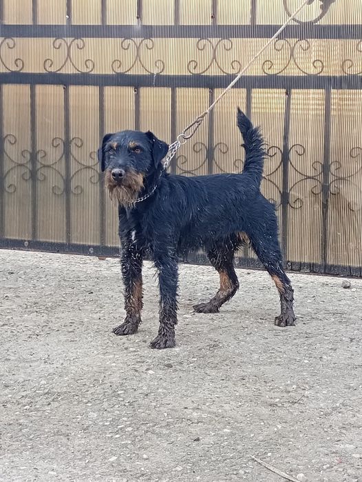 Jagdterrier jagd-terrieri caini de vanatoare