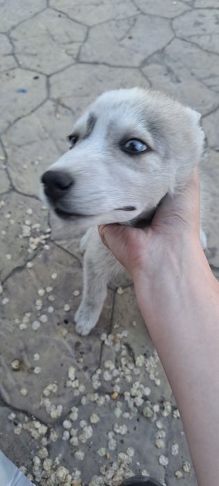 Продам девочку хаски