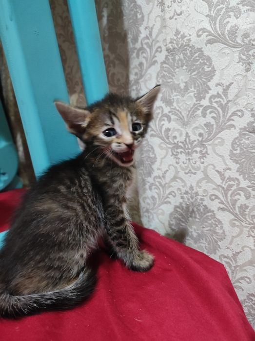 Продам котят донских сфинксов