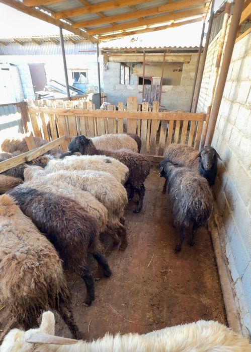 Буаз Қойлар бар саудасымен