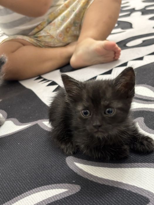 Котенки добрые руки