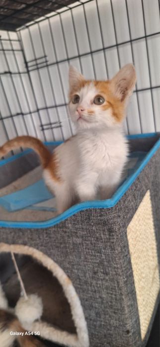 Котенок мальчик 2 месяца