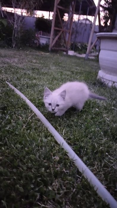 Котята вислоухие