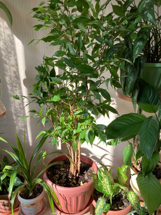 Фикус бенджамина