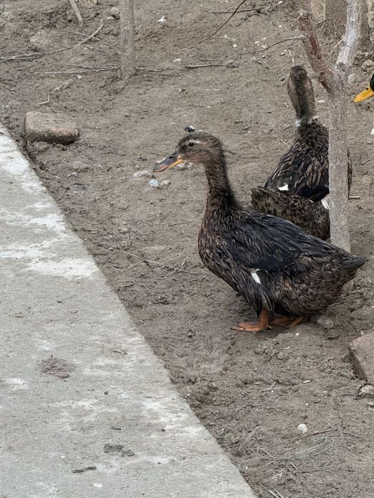 Продам домашних уток