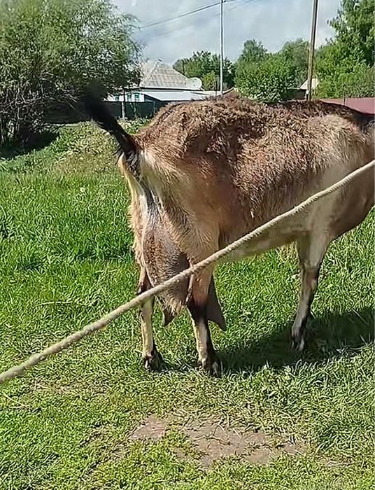 Козел молочной породы