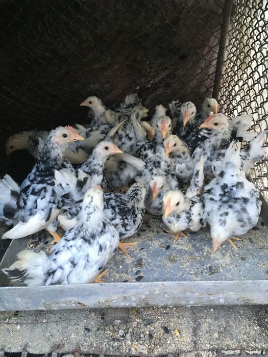 Oua din păsări de expoziție Chabo Bobat de vânzare!