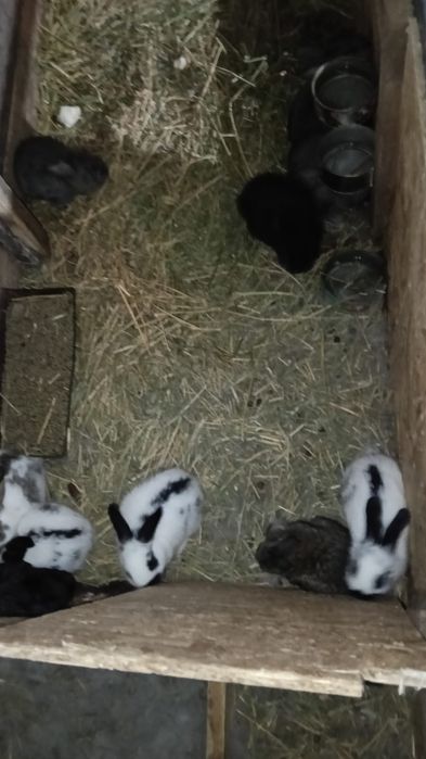 Vând iepurași drăgălași și sănătoși