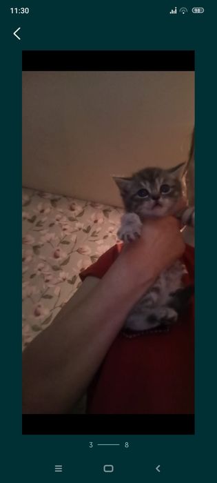 Шотланский .1 месяц.Приучены.