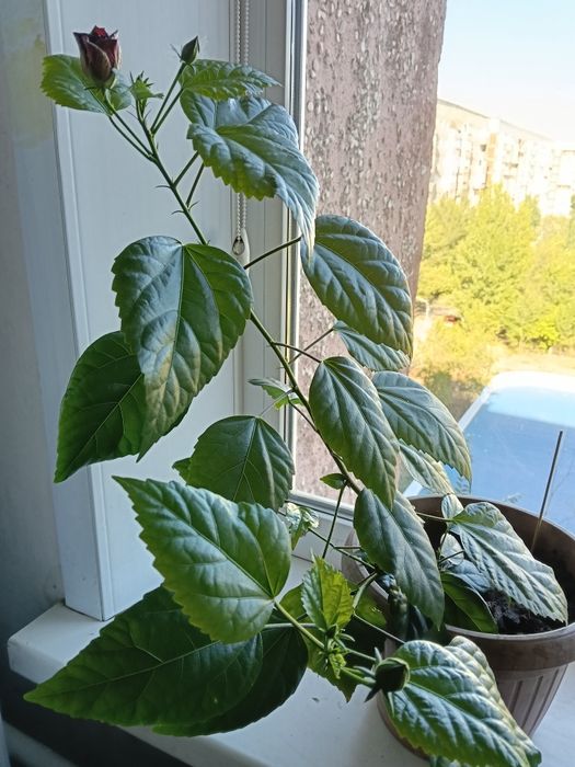 Продам китайскую розу.