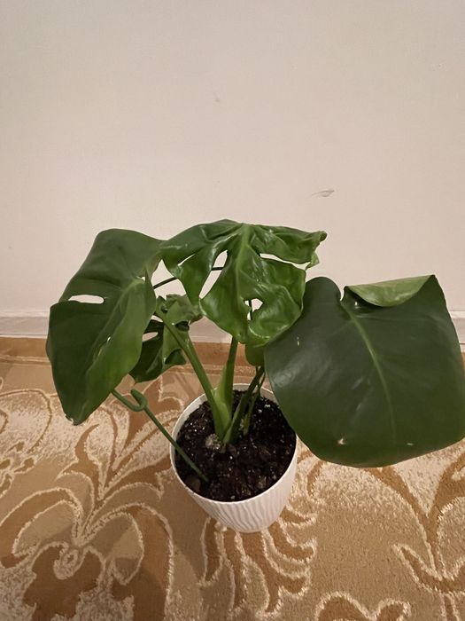 Үй гүлдері, продается комнатные растения